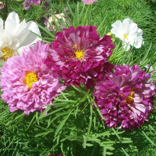 100% Genuine Purple (Mixed) Cosmos Bipinnatus Coreopsis Cosmos Double Flowers, 20 Seeds, big blooming flowers E3541