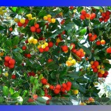 Madrone Killarney Waxberry Tree Arbutus Unedo Seeds, Professional Pack, 5 Seeds / Pack, Sweet Fruit Bonsai E3341