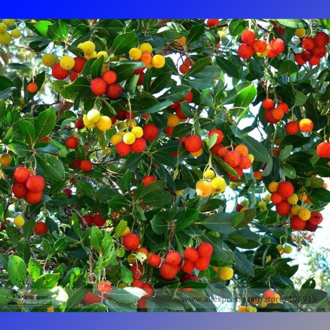 Madrone Killarney Waxberry Tree Arbutus Unedo Seeds, Professional Pack, 5 Seeds / Pack, Sweet Fruit Bonsai E3341