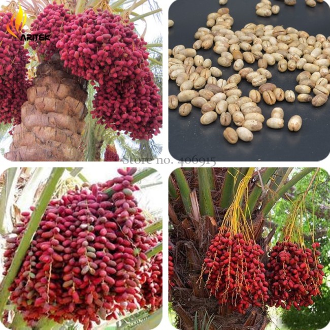 Heirloom New Medjool Date Palm Tree, 5 Seeds, indoor bonsai, outdoor planting E3528