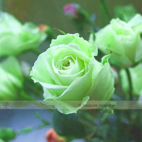 1 Professional Pack, 50 seeds / pack, Chinese Green Rose Bush Seedling Seed Rosa Chinensis Flower #NF406