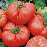 Beefmaster Hybrid F1 Tomato Seeds, 100 Seeds, Professional Pack, giant tasty edible sweet vegetables E4076