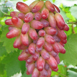 BELLFARM Heirloom Manicure Finger Grape Organic Seeds, Professional Pack, 15 Seeds / Pack, Tasty Sweet Hardy Fruit E3089