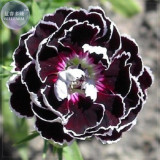 BELLFARM Carnation Giant Mixed Sweet Fragrant Flower Seeds, 200 seeds, professional pack, bi-color purple orange white black