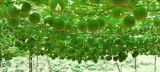 BELLFARM Siraitia grosvenorii Luo Han Guo Seeds, 10 Seeds, herbal monk fruit new fresh seeds BD068H