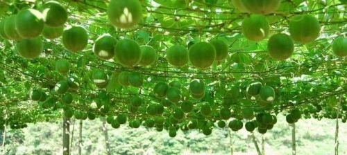 BELLFARM Siraitia grosvenorii Luo Han Guo Seeds, 10 Seeds, herbal monk fruit new fresh seeds BD068H