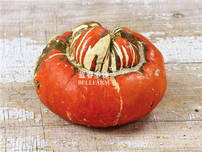 BELLFARM Turban Squash Turks Cap Vegetable Seeds, 10 seeds, professional pack, winter squash organic garden vegetables
