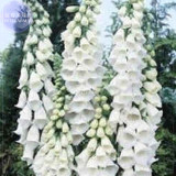 BELLFARM Foxglove Mixed Yellow White Pink Chocolate Mixed Perennial Flower Seeds, 200 seeds, digitalis parviflora garden flowers