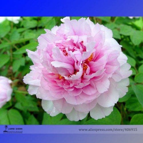 Very Rare 'Fen Zhong Guan' Pink Pretty Perennial Peony Flower Seeds, Professional Pack, 5 Seeds / Pack, Light Fragrant Flower