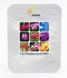 Heirloom Phalaenopsis Moth Orchid Perennial Bonsai Seeds. Professional Pack, 100 Seeds / Pack, Fragrant Rare Flowers