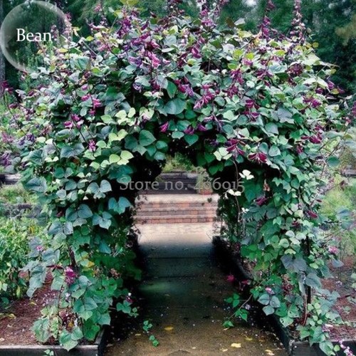 Ruby Moon Red Hyacinth Bean Seeds, 8 Seeds, organic vegetables E3577