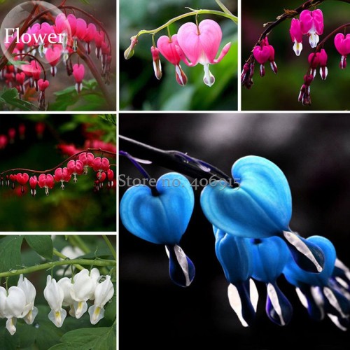 Dicentra Spectabilis Mixed Bleeding Heart Seeds, 5 seeds, Perennial Plant Herb  E3723