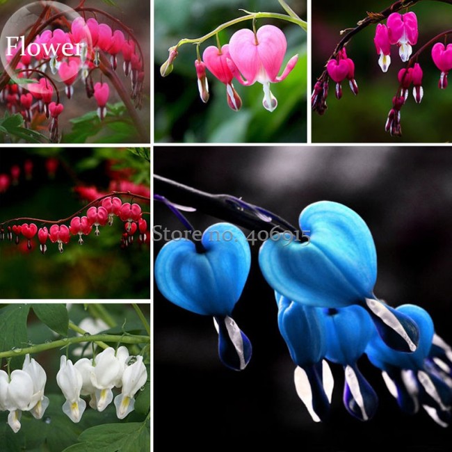 Dicentra Spectabilis Mixed Bleeding Heart Seeds, 5 seeds, Perennial Plant Herb  E3723