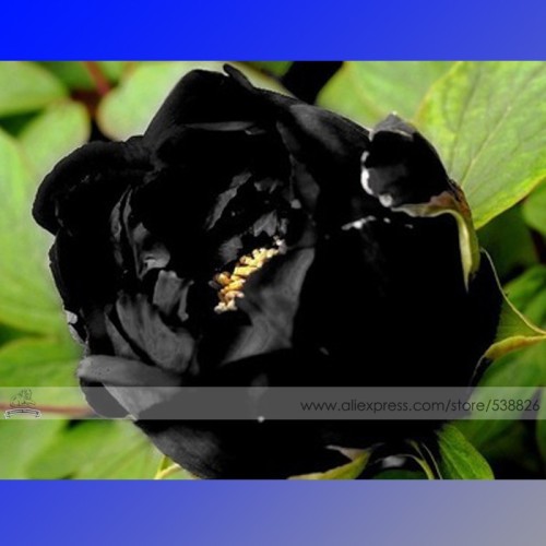 1 Professional Pack, 5 Seeds / Pack, Super Black Tree Peony Seeds, 'Nigra' Rare Peony Tree Plant #NF525