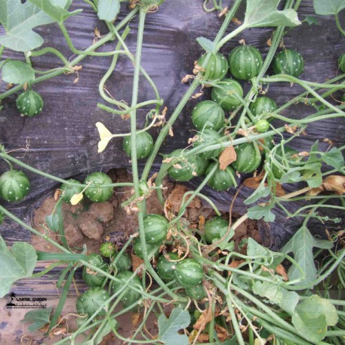 Green Skin Red Inside Very Sweet Mini Round Watermelon Juicy Organic Seeds, 1 Professional Pack, 20 Seeds / Pack, 18% Sugar