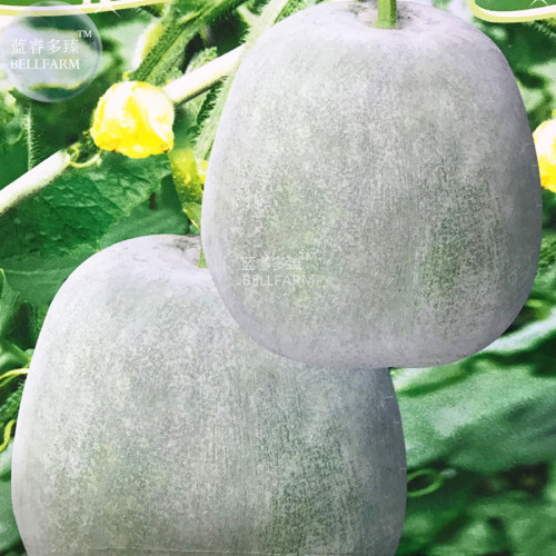 BELLFARM Wax Gourd Small Round White Gourd Vegetable Seeds, 5 packs, 10 seeds/pack, vigorous prolific fruits