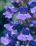 BELLFARM Penstemon Beardtongues Semi-evergreen Perennials Flower Seeds, 100 seeds, professional pack, beautiful garden plants