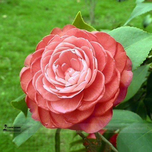 BELLFARM Light Fragrant 'Garnet' Rose Bonsai Flowers, 50pcs/pack, E-Z to Grow #LG00030
