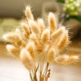 100% Genuine Lagurus Ovatus Bunny Hare's Tails Grass, 100 Seeds, heirloom rabbit ornamental grass E3540