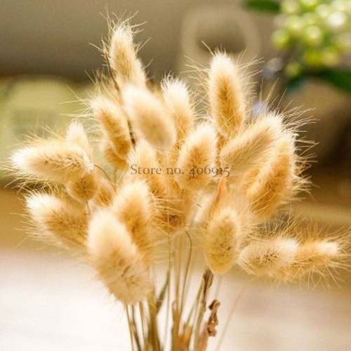 100% Genuine Lagurus Ovatus Bunny Hare's Tails Grass, 100 Seeds, heirloom rabbit ornamental grass E3540