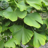 BELLFARM Maidenhair Fossil Tree Gingko Biloba Bonsai Seeds, Professional Pack, 5 Seeds, Yellow Ornamental Leaves E3326