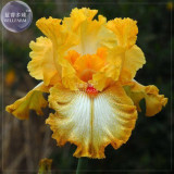 BELLFARM Iris Sibirica Mixed 9 Colors Perennial Flower Seeds, 20 seeds, black purple blue yellow white yellow colorful