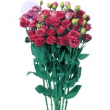 100% Genuine Eustoma Grandiflorum Flowers, Professional Pack, 10 seeds, bonsai mixed perennial flower seeds E4044