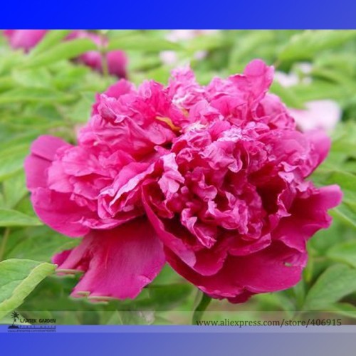 Heirloom 'Zi Zhu Pan' Red Light Fragrant Peony Shrub Flower Seeds, Professional Pack, 5 Seeds / Pack, Indoor Planting E3207