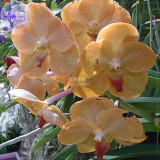 BELLFARM Orchid Rare Bonsai Mixed Perennial Flower Seeds, 100 seeds, professional pack, heirloom orchid open-pollinated plants