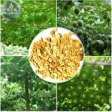 BELLFARM Siraitia grosvenorii Luo Han Guo Seeds, 10 Seeds, herbal monk fruit new fresh seeds BD068H