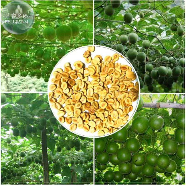 BELLFARM Siraitia grosvenorii Luo Han Guo Seeds, 10 Seeds, herbal monk fruit new fresh seeds BD068H