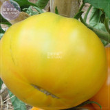 BELLFARM Tomato Mixed Giant Vegetable Seeds, 100 seeds, white red yellow pink rainbow black gray organic tomato