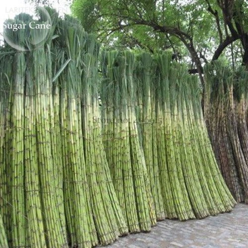 Red Green Sugarcane Mixed Seeds, 100 seeds, sweet juicy fruits E3757