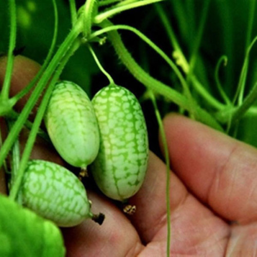 1 Professional Pack, 2 seeds / pack, Mexico Miniature Watermelon Seeds Thumb-sized Water Melon New Rare Seeds #NF405