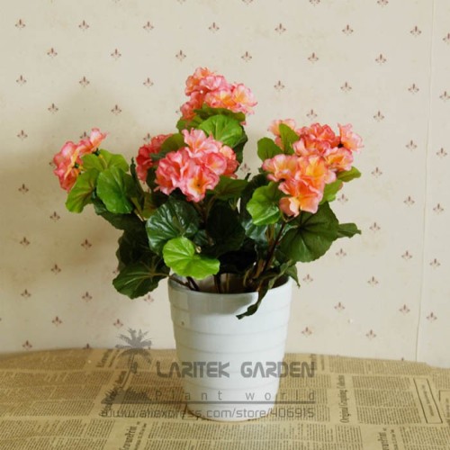1 Professional Pack, 10 Seeds / Pack, Rare Chinese Crabapple Seeds, Orange Yellow Flowers Malus Baccata Scent Crabapple #A00107