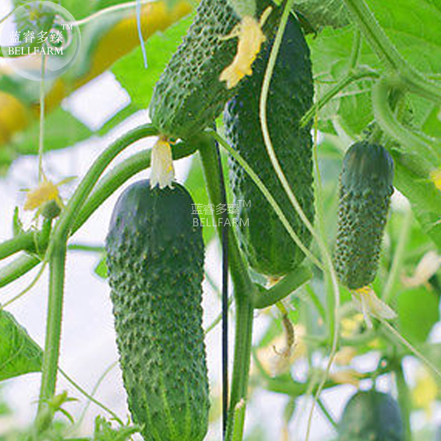 BELLFARMCucumberJapaneseCrispTenderTastyVegetableSeeds,50seeds,high-yieldheirloomhomegardenclimbingvegetables