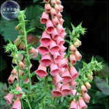 BELLFARM Foxglove Mixed Yellow White Pink Chocolate Mixed Perennial Flower Seeds, 200 seeds, digitalis parviflora garden flowers