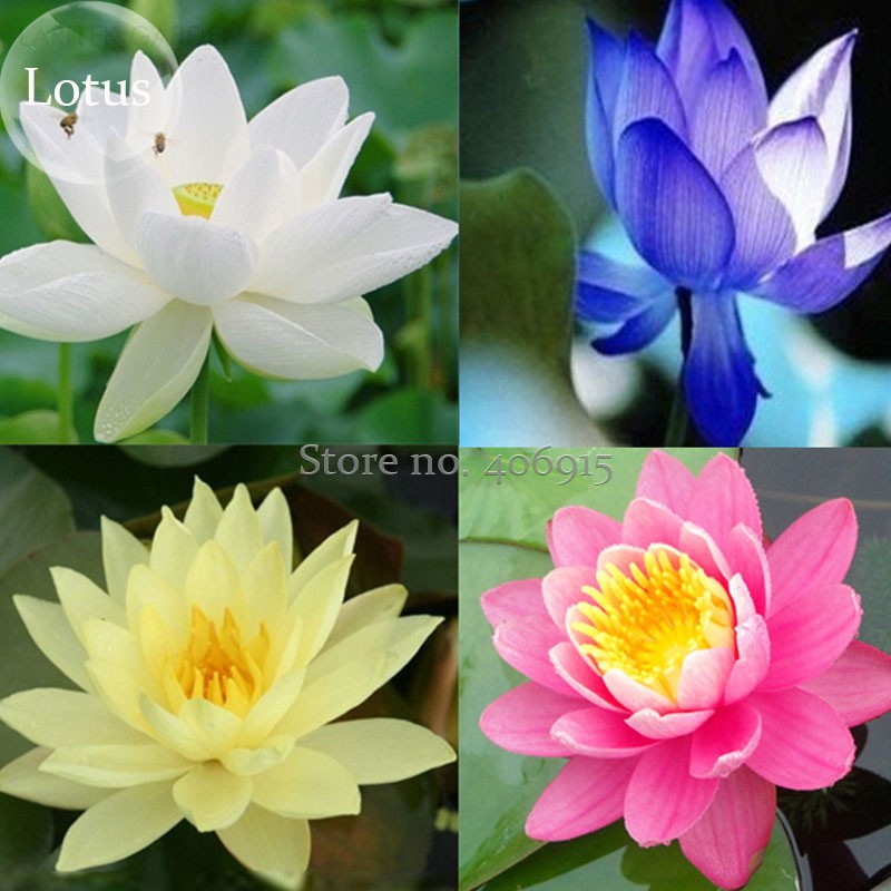 RareMixed4TypesofLotusFlowers,10Seeds,newlongfloweringattractivebutterflylightupyourgardenE3704