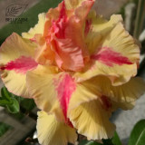 BELLFARM Taiwan 'golden monkey' Adenium Desert Rose Bonsai Seeds, 2pcs, 4-layer plicated golden petals with rose red stripe