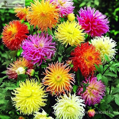 DAHLIA CACTUS MIX - Dahlia Pinnata Variabilis - 80 SEEDS