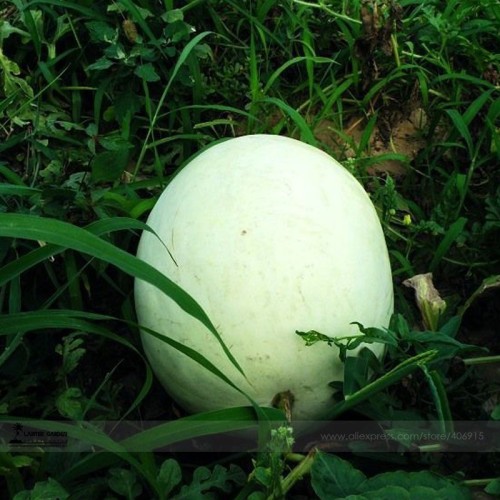 Rare Heirloom White Skin Red Inside Sweet Watermelon 'Bai Niang Zi' Organic Seeds, 1 Professional Pack, 20 Seeds, Pack, Juicy