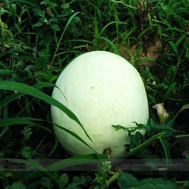 Rare Heirloom White Skin Red Inside Sweet Watermelon 'Bai Niang Zi' Organic Seeds, 1 Professional Pack, 20 Seeds, Pack, Juicy