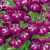 BELLFARM Penstemon Beardtongues Semi-evergreen Perennials Flower Seeds, 100 seeds, professional pack, beautiful garden plants