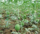 BELLFARM Watermelon Light Green Stripe Red Inside Fruit Seeds, 6 seeds, Original pack, long big oval juicy water melon B111