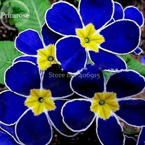 Rare Evening Primrose Telosma Cordata, 30 Seeds, smell wonderful night willow herb light up your garden E3582