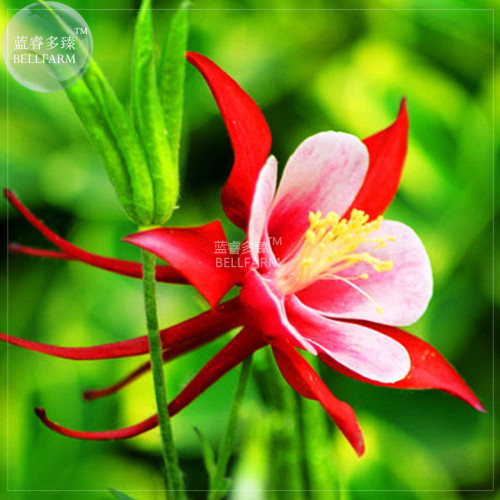 BELLFARM Garden Columbine Red Aquilegia Flower Seeds, 100 seeds, professional pack, perennial big blooms home garden plants