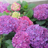 BELLFARM 20+ Mixed 9 Types of Hydrangra Seeds, Professional Pack, perennial garden wedding party flower plant BD007H