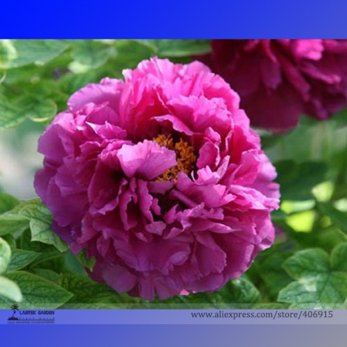 Rare 'Jin Pao Hong' Red Peony Tree Flower Seeds, Professional Pack, 5 Seeds / Pack, Strong Fragrant Garden Flowers E3254