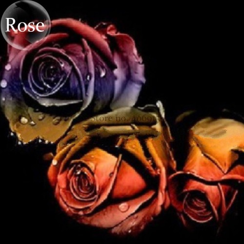Unique Chocolate Coffee Rose Flower, 50 seeds, rare garden rose E3811