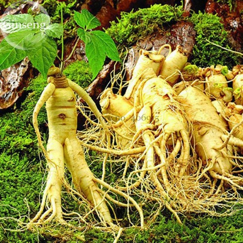 Chinese / Korean Panax Ginseng Seeds, 6 seeds, Hardy Rare Wild Herbal Plants E3759
